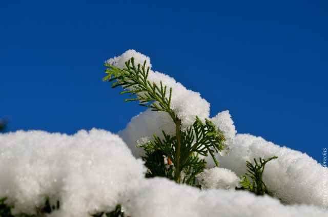 Snowy thuja