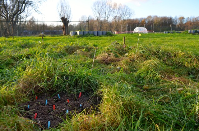 Experimental vegetation gap