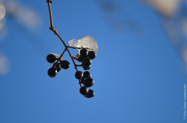 Frozen winterberry's