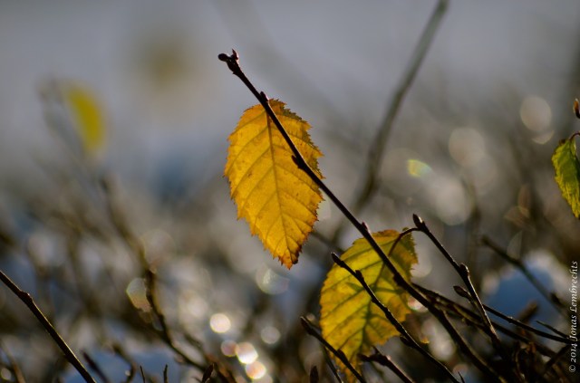 Autumn leaf in winter time