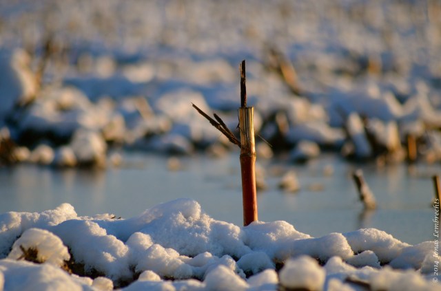 Frozen cornfield