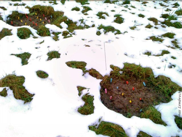 Microclimate in gaps