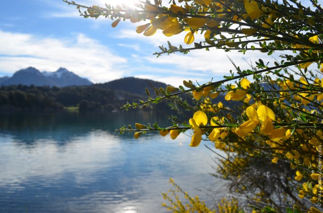 Invasive broom along the shore of a Patagonian mountain lake. 