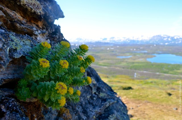 The Scandinavian mountains turn out to be the ideal location for climate change research