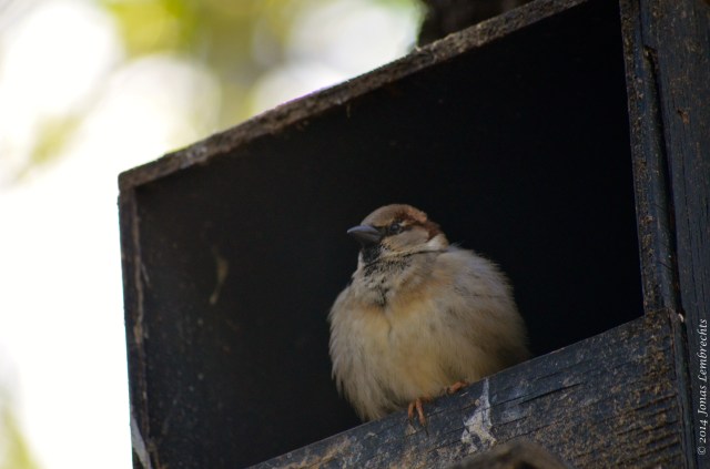 House sparrow in bird house