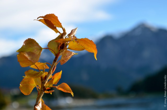 Poplar invasion in the Patagonian Andes
