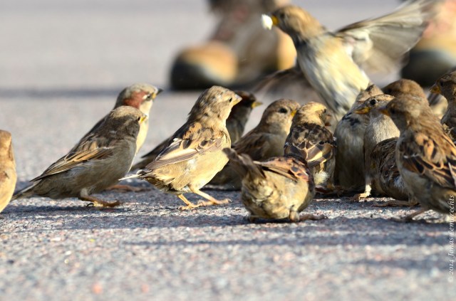 Feeding house sparrows