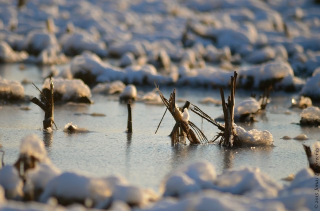 Frozen flooded corn field