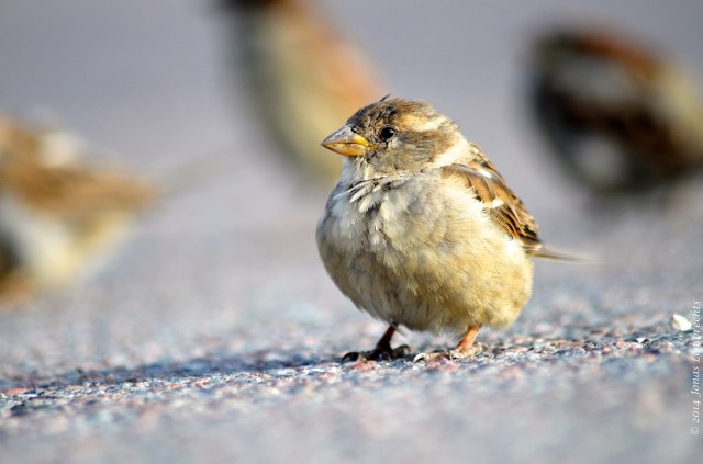 Female house sparrow