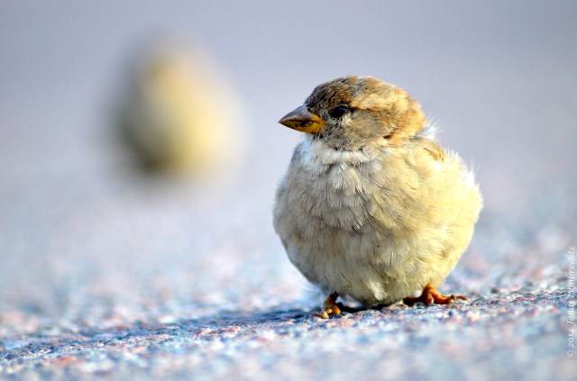 Female house sparrow