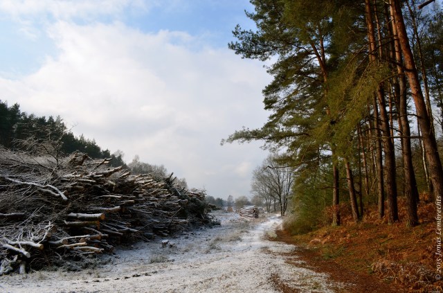 Microclimate in winter forest
