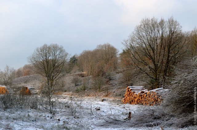Wood harvest in Limburg in winter