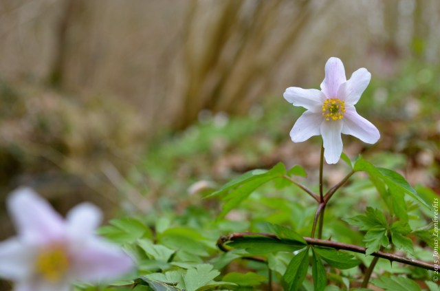 Wood anemone