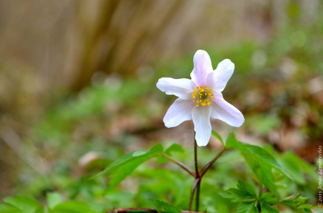 Wood anemone
