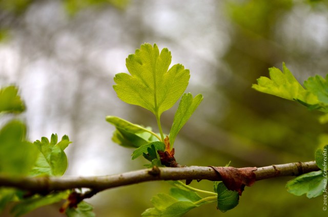 Spring leaves of common hawthorn