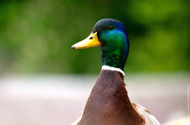 Portrait of a wild mallard