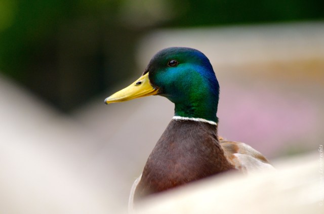 Portrait of a wild mallard