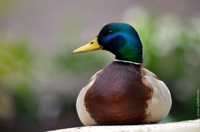 Portrait of a wild mallard
