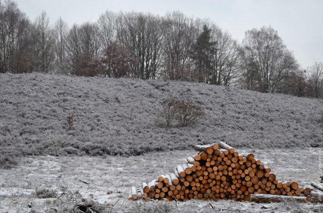 Wood harvest - National Park Hoge Kempen