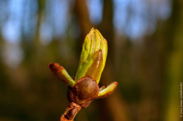 Emerging chestnut bud