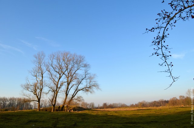 Evening sun in the dunes, De Panne