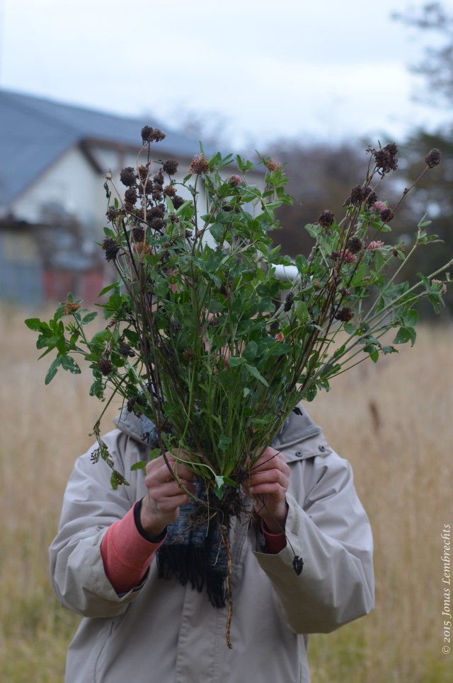 Huge invasive red clover
