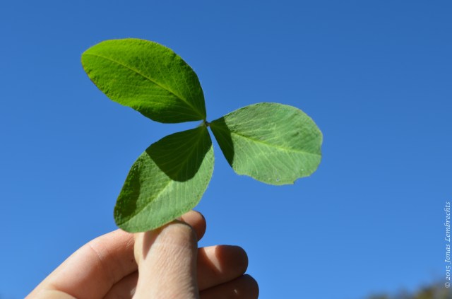 Large leave of Trifolium pratense
