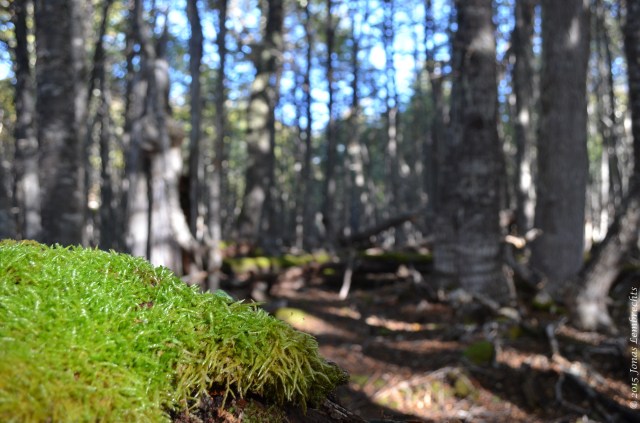 Moss on a tree in southern Nothofagus forest
