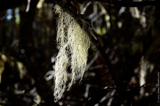 The lichen Old Man's Beard