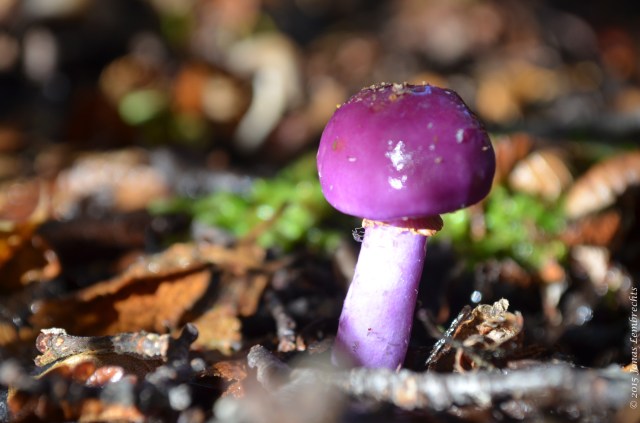 Pink mushroom in lenga forest