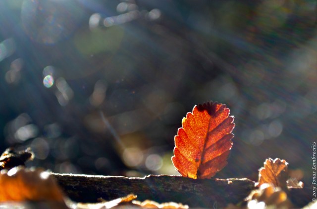 Leaf of the lenga tree Nothofagus pumilio