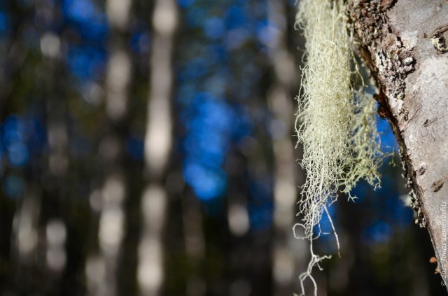Old Man's Beard lichen, Punta Arenas