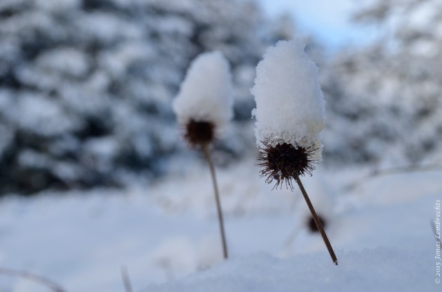 Snowy hats