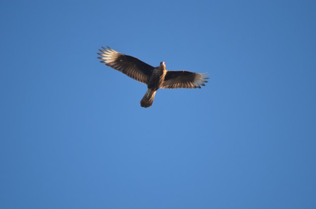 Caracara flying overhead