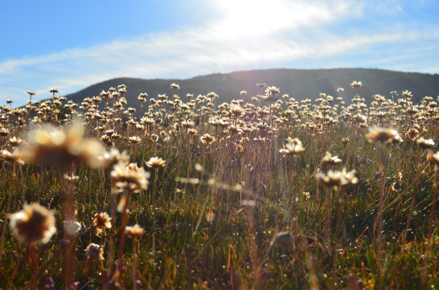 Salt marsh vegetation Street of Magellan