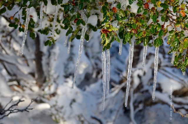 Ice on Nothofagus leaves