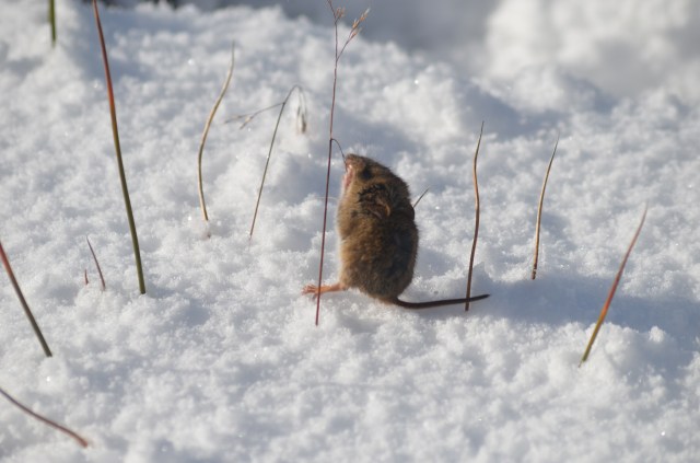 Little mouse in the snow in Punta Arenas