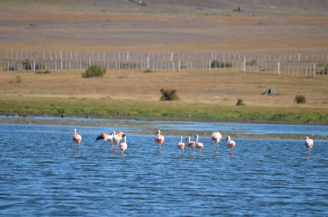 Flamingo's in Punta Arenas