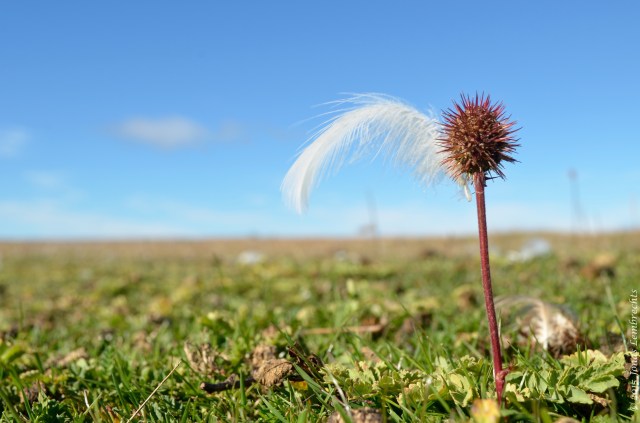 Acaena with goose feather