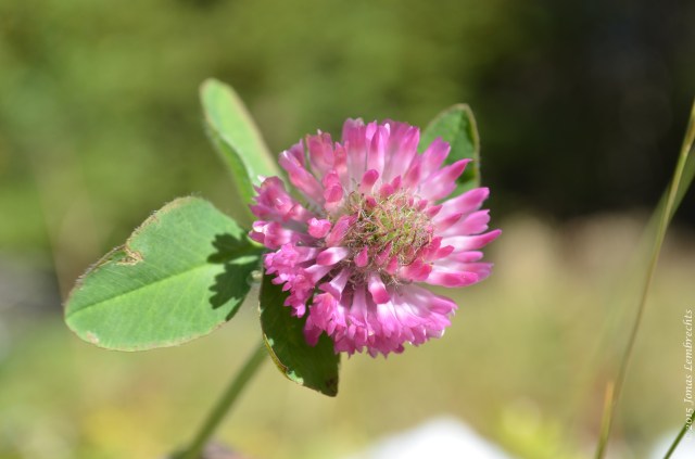 Red clover flower