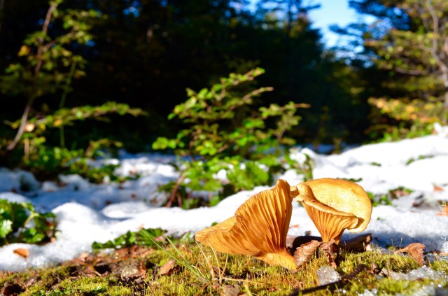 Mushroom in lenga forest