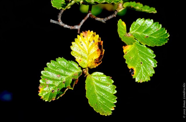 Branch of Nothofagus pumilio