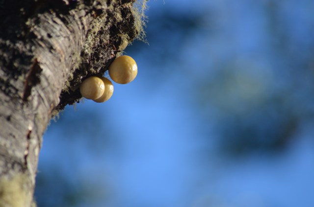 Nature's easter eggs, some mushrooms