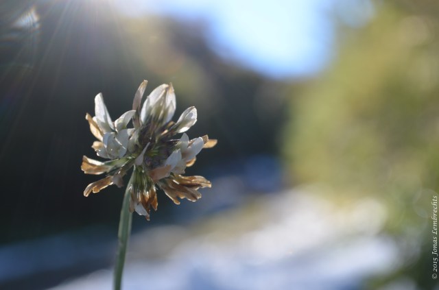 White clover flower