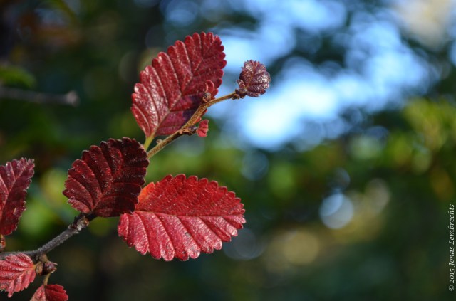 Autumn leaves of lenga tree