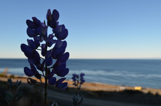 Lupinus overlooking the street of Magellan