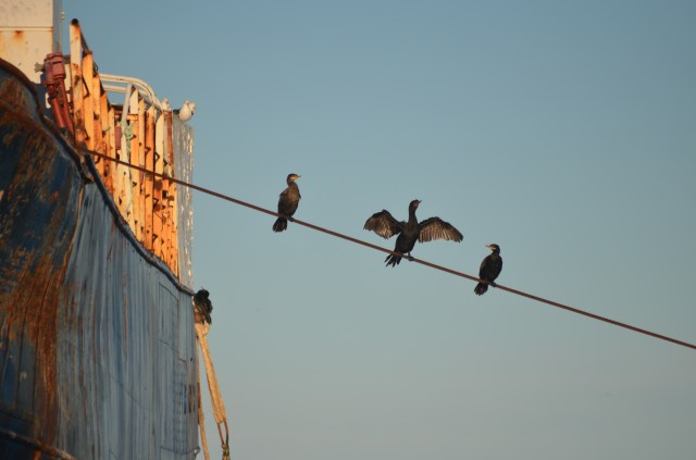 Cormorant on abandont ship