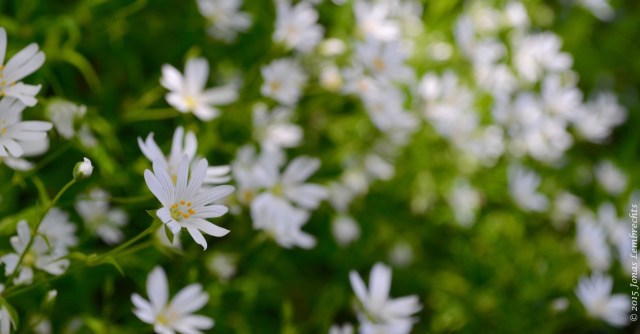 Chickweed flowers