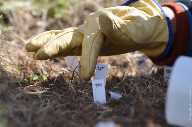 Scientific gardening in Chile