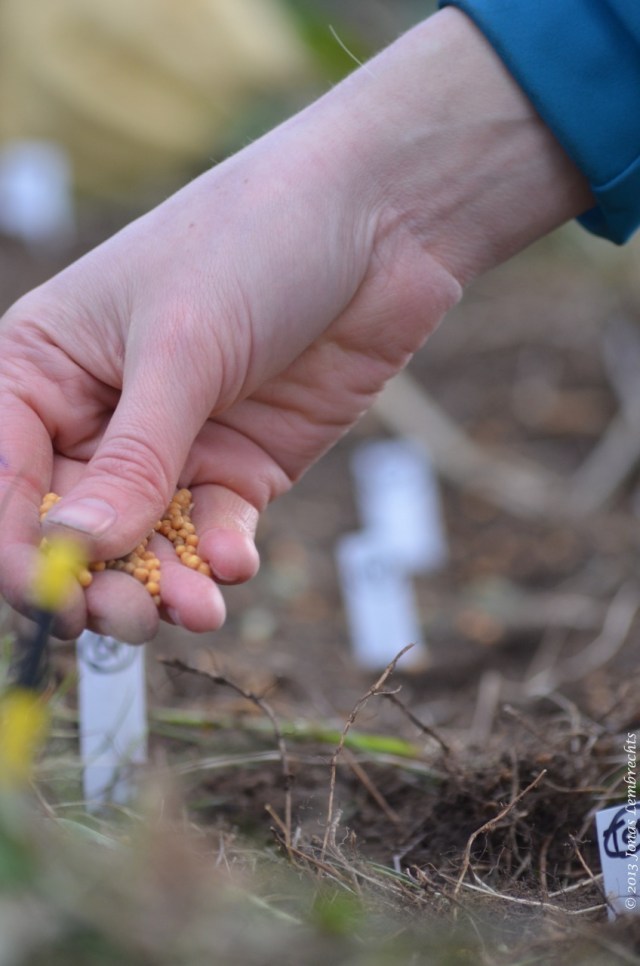 Adding our carefully debated fertiliser 